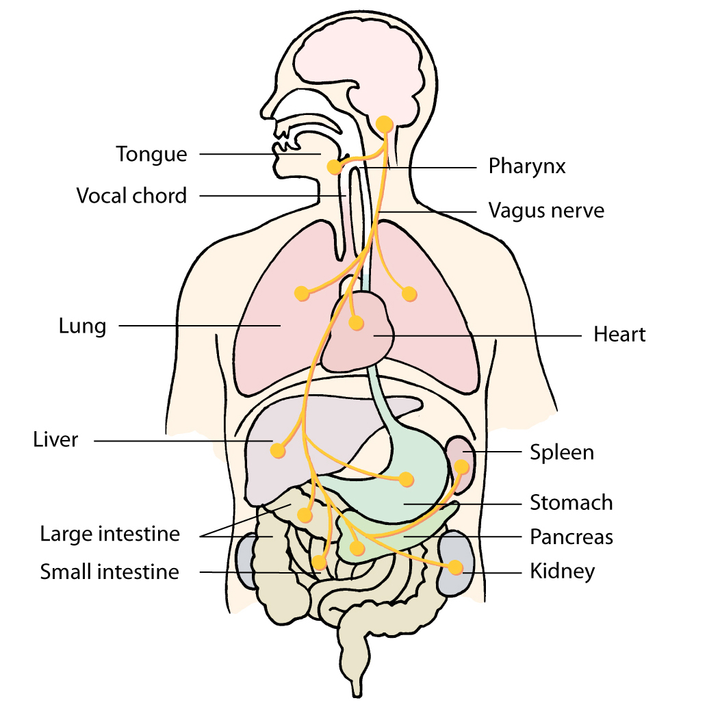 Polyvagal Theory + Exercises